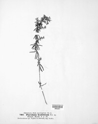 Puccinia galiorum image